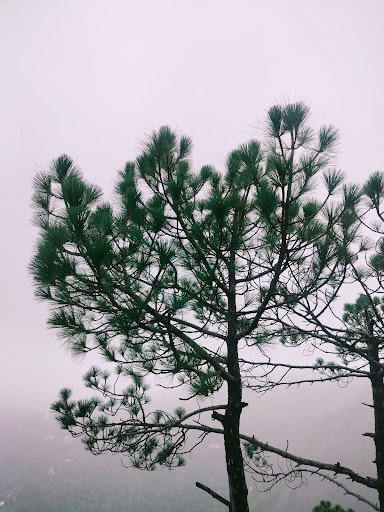 Photo from customer review